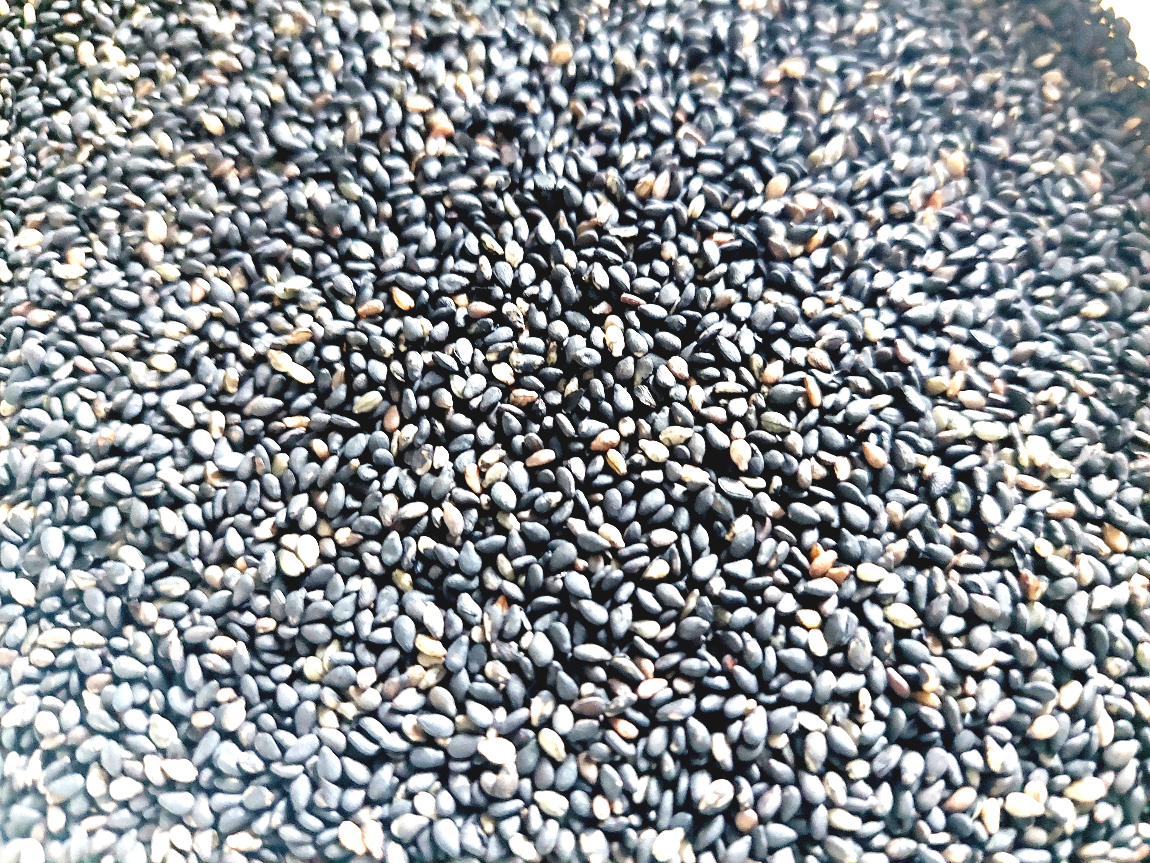 コープ「有機いりごま黒」中身アップ