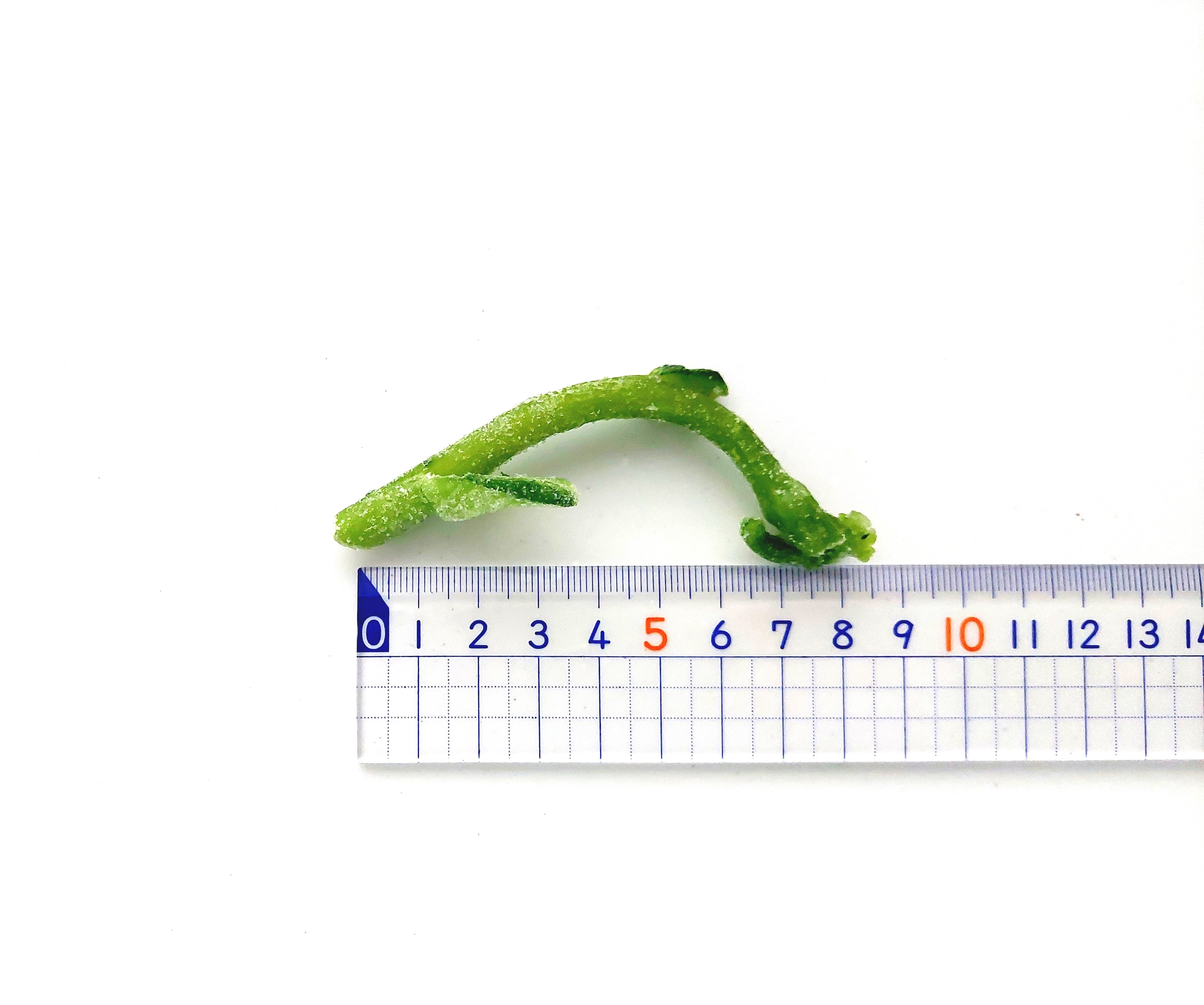 グリーンスプーン「あさりと菜の花の濃厚クラムチャウダー」菜の花の長さ